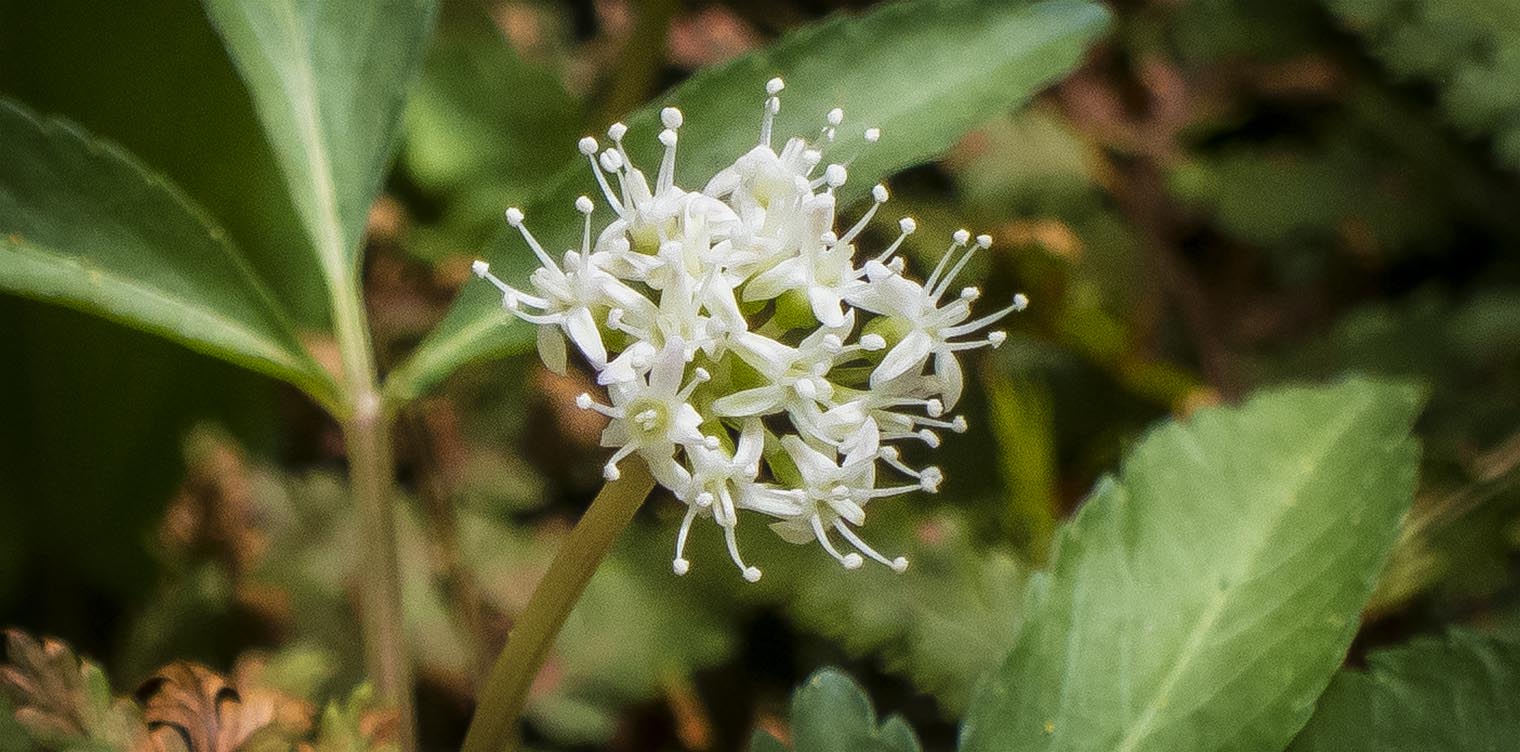 Wildflowers of the Adirondack Park: Dwarf Ginseng on the Heron Marsh Trail (8 May 2013). Click for a larger image, opening in a new window.. Wildflowers of the Adirondack Park: Dwarf Ginseng on the Heron Marsh Trail (8 May 2013).