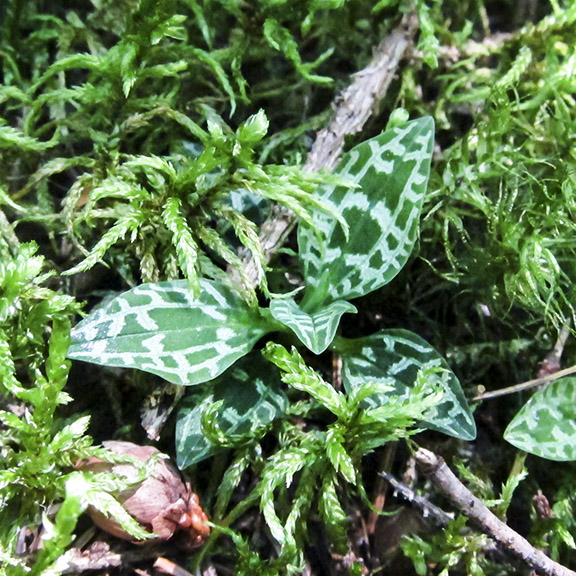 Wildflowers of the Adirondack Park: Dwarf Rattlesnake Plantain on the upland portion of the Boreal Life Trail (30 July 2012). Wildflowers of the Adirondack Park: Dwarf Rattlesnake Plantain on the upland portion of the Boreal Life Trail (30 July 2012).