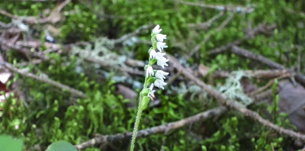 Wildflowers of the Adirondack Park: Dwarf Rattlesnake Plantain blooming on the upland portion of the Boreal Life Trail (30 July 2012). Wildflowers of the Adirondack Park: Dwarf Rattlesnake Plantain blooming on the upland portion of the Boreal Life Trail (30 July 2012).