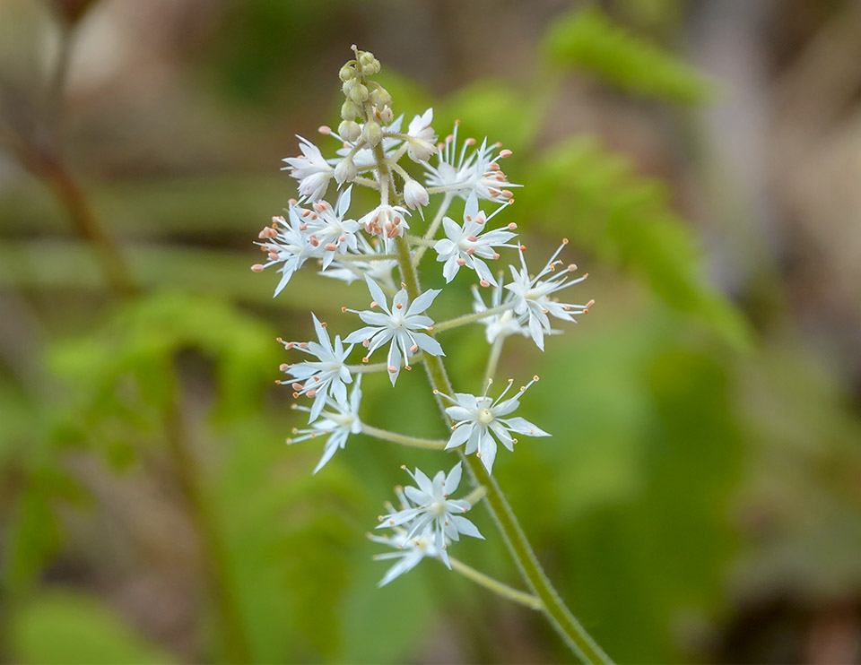Wildflowers of the Adirondacks: Foamflower at the Adirondack Wildlife Refuge (25 May 2018). Click for a larger image, opening in a new window. Wildflowers of the Adirondacks: Foamflower at the Adirondack Wildlife Refuge (25 May 2018). Click for a larger image, opening in a new window.