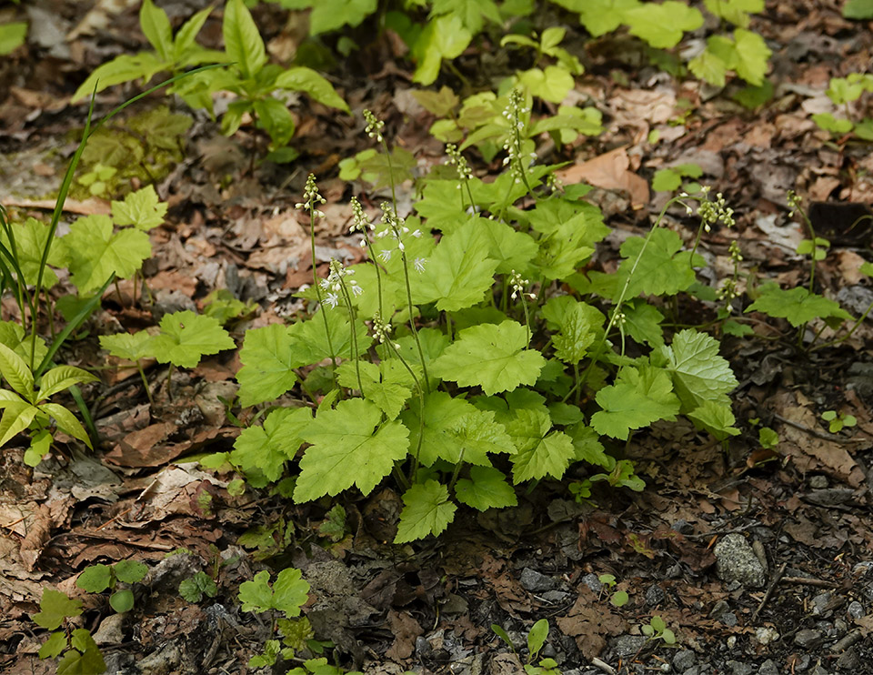 Wildflowers of the Adirondack Park: Foamflower (Tiarella cordifolia) on the Loop Trail at Henry's Woods (31 May 2019). Click for a larger image, opening in a new window. Wildflowers of the Adirondack Park: Foamflower (Tiarella cordifolia) on the Loop Trail at Henry's Woods (31 May 2019).