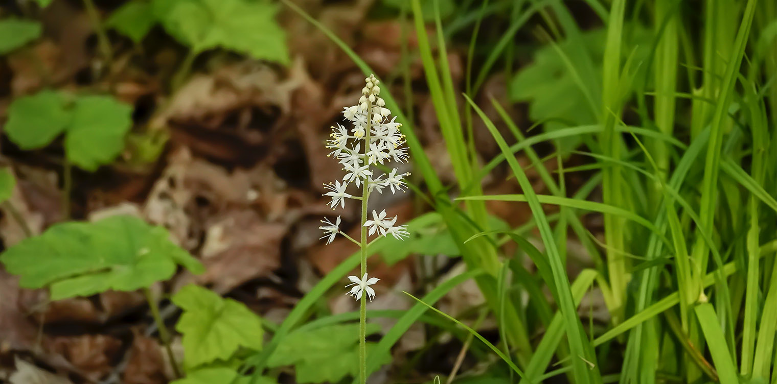 Wildflowers of the Adirondack Park: Foamflower (Tiarella cordifolia) in bloom on the Peninsula Nature Trails (30 May 2019). Click fora larger image, opening in a new window. Wildflowers of the Adirondack Park: Foamflower (Tiarella cordifolia) in bloom on the Peninsula Nature Trails (30 May 2019).