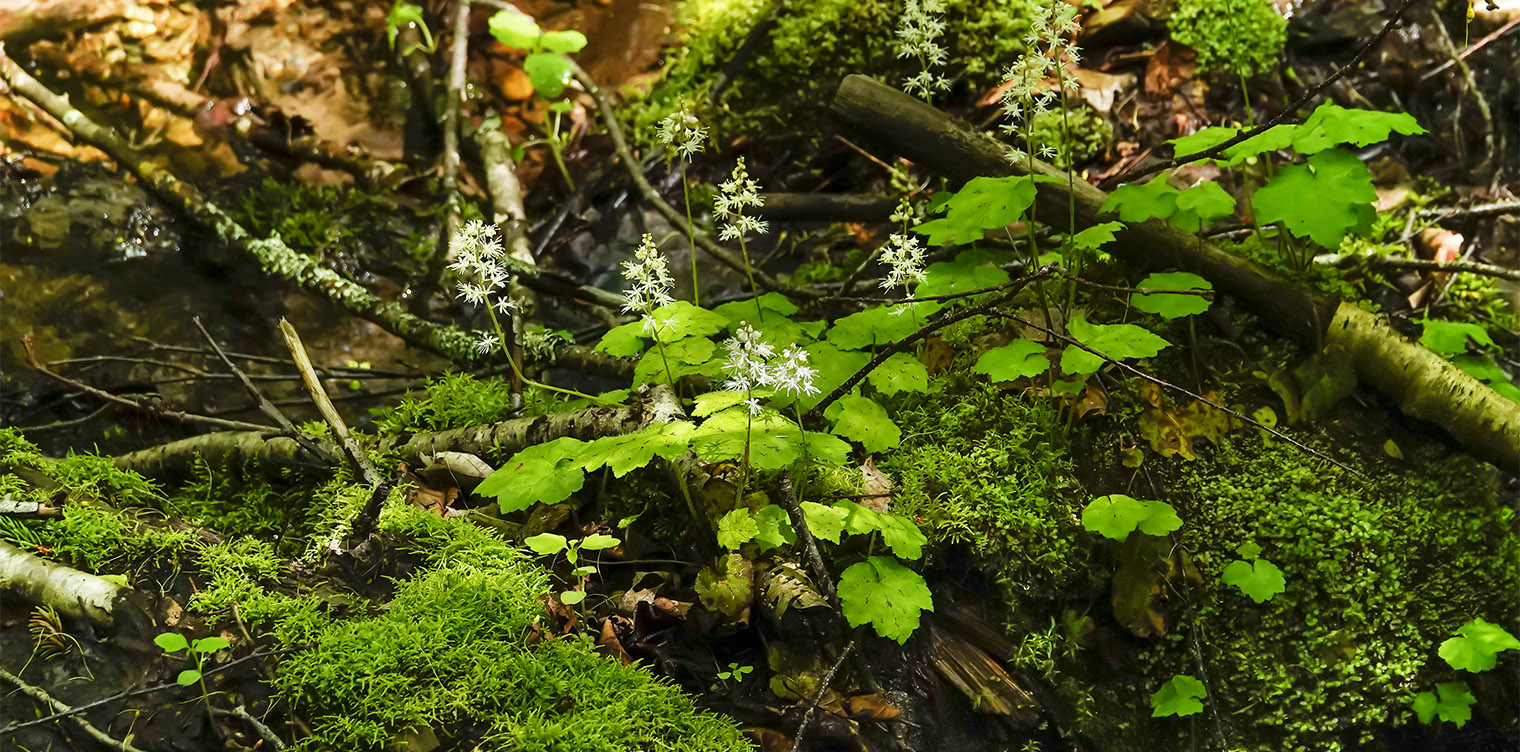 Wildflowers of the Adirondack Park: Foamflower (Tiarella cordifolia) along a stream on the Potato Field Loop at John Brown Farm (6 June 2019). Click for a larger image, opening in a new window. Wildflowers of the Adirondack Park: Foamflower (Tiarella cordifolia) along a stream on the Potato Field Loop at John Brown Farm (6 June 2019).
