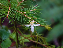 Adirondack Wildflowers: Goldthread (Coptis-trifolia) on the Boreal Life Trail at the Paul Smth's College VIC (20 May 2018)