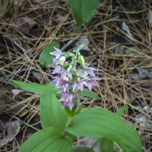 Wildflowers of the Adirondack Park: Helleborine on the Barnum Brook Trail (25 July 2012). Wildflowers of the Adirondack Park: Helleborine on the Barnum Brook Trail (25 July 2012).