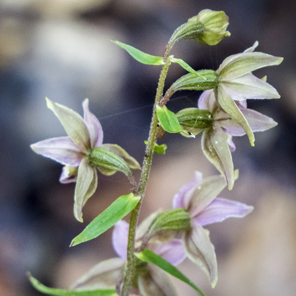 Wildflowers of the Adirondack Park: Grass Pink on Barnum Bog (23 June 2012).