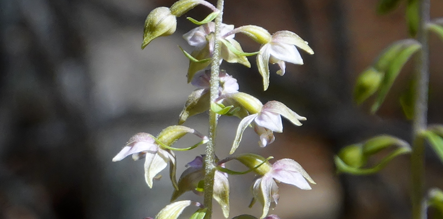 Wildflowers of the Adirondack Park: Helleborine on the Sucker Brook Trail at the Adirondack Interpretive Center (5 August 2018)