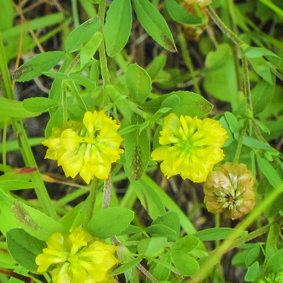 Wildflowers of the Adirondack Park: Hop Clover on the Barnum Brook Trail (18 July 2012).