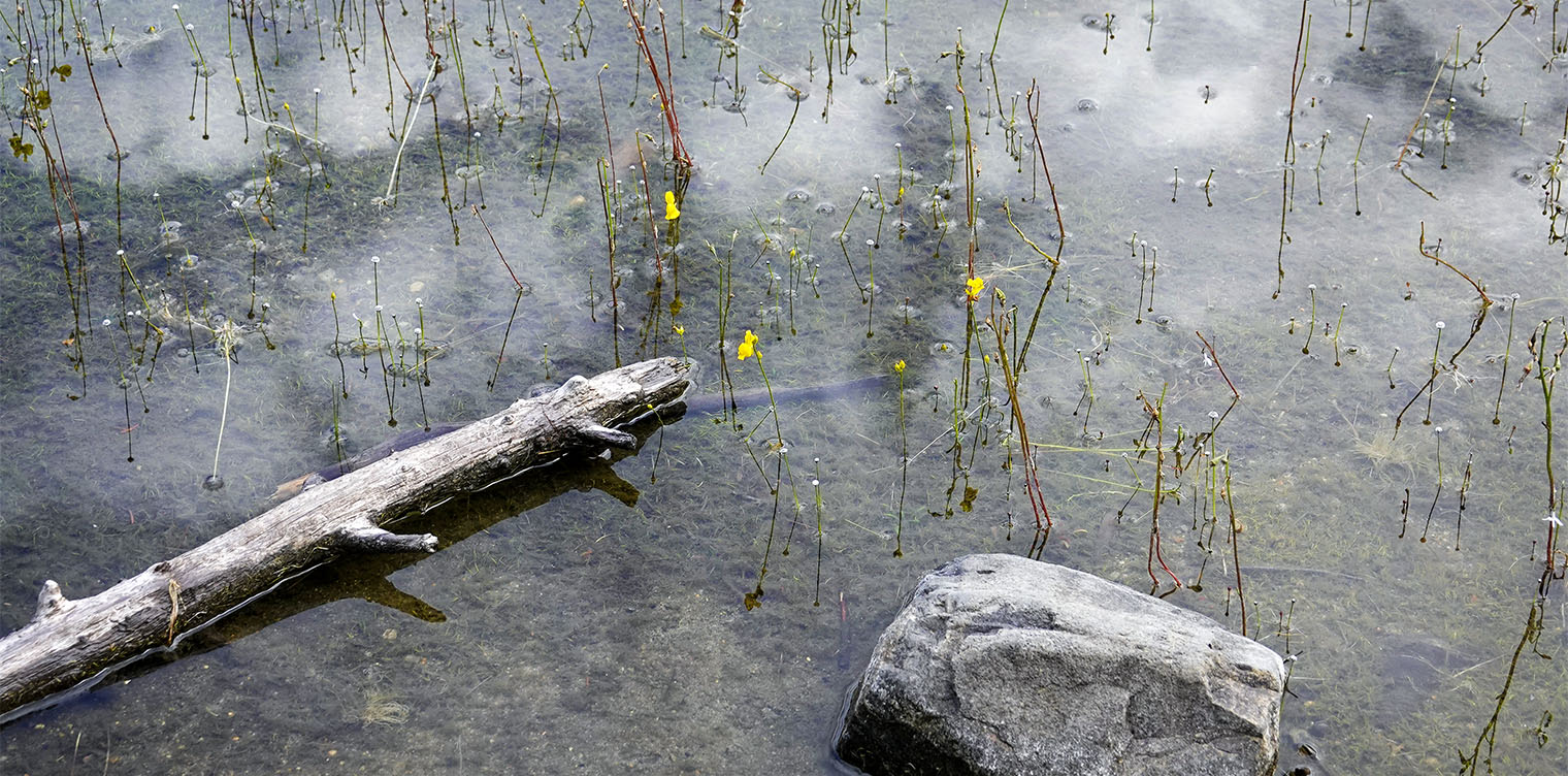 Adirondack Habitats: Horned Bladderwort (Utricularia cornuta) on the shore of Heart Lake (14 August 2019). Click for a larger image, opening in a new window. Adirondack Habitats: Horned Bladderwort (Utricularia cornuta) on the shore of Heart Lake (14 August 2019).