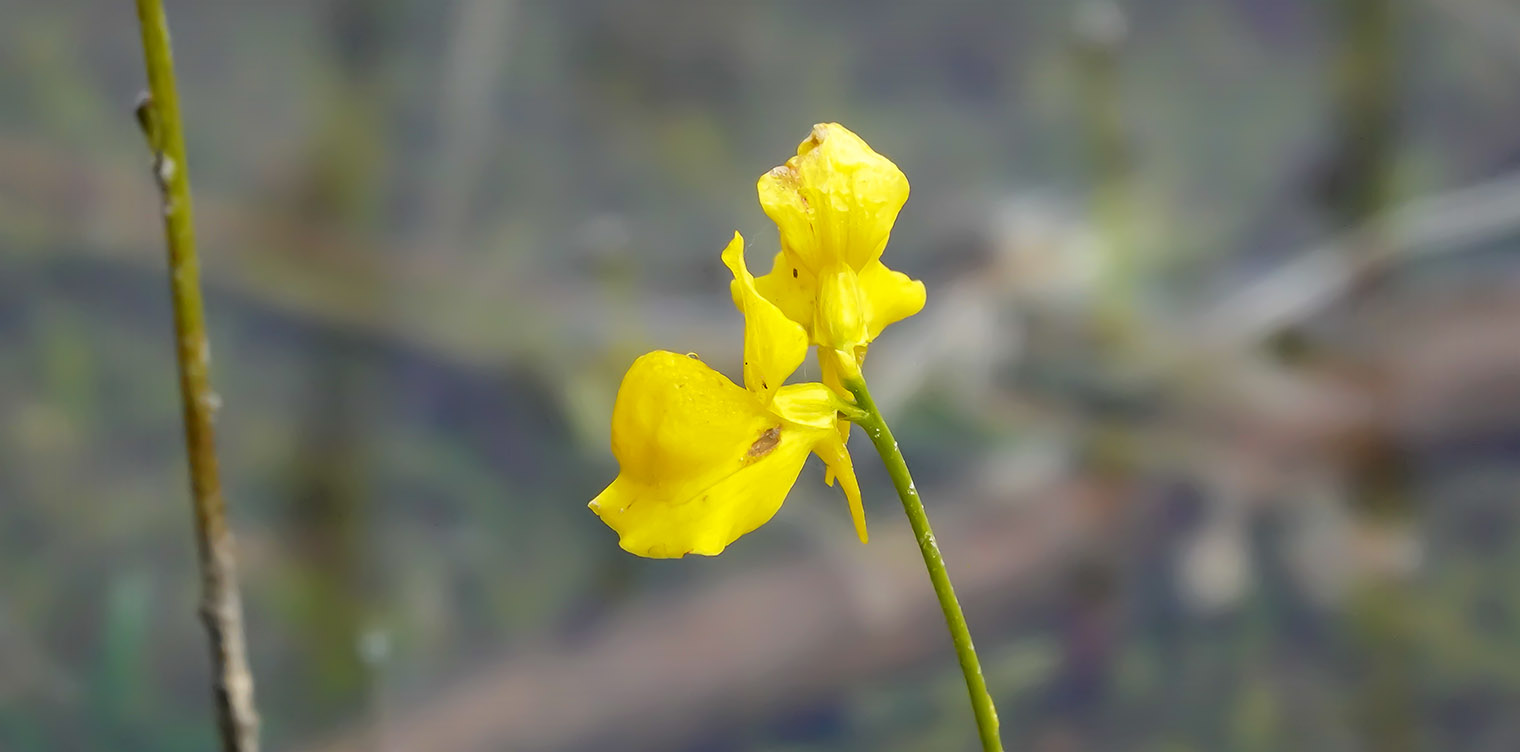 Wildflowers of the Adirondack Park: Horned Bladderwort (Utricularia cornuta) on the shore of Heart Lake (14 August 2019). Click for a larger image, opening in a new window. Wildflowers of the Adirondack Park: Horned Bladderwort (Utricularia cornuta) on the shore of Heart Lake (14 August 2019).