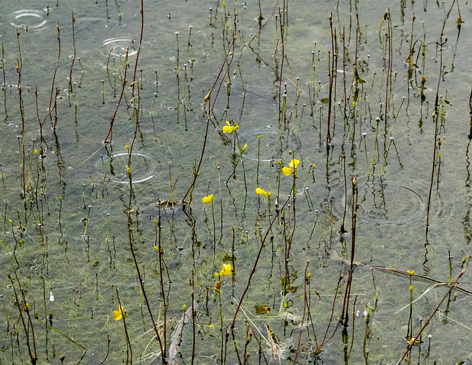 Wildflowers of the Adirondack Park: Horned Bladderwort (Utricularia cornuta) on the shore of Heart Lake (19 August 2019). Click for a larger image, opening in a new window. Wildflowers of the Adirondack Park: Horned Bladderwort (Utricularia cornuta) on the shore of Heart Lake (19 August 2019).