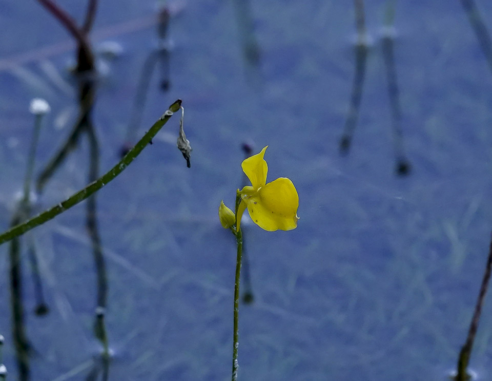 Wildflowers of the Adirondack Park: Horned Bladderwort (Utricularia cornuta) on the shore of Heart Lake (20 August 2019). Click for a larger image, opening in a new window. Wildflowers of the Adirondack Park: Horned Bladderwort (Utricularia cornuta) on the shore of Heart Lake (20 August 2019).