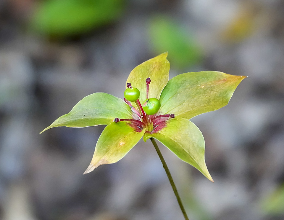 Adirondack Wildflowers: Indian Cucumber-root on the Heaven Hill Trails (26 August 2018). Click for a larger image, opening in a new window. Adirondack Wildflowers: Indian Cucumber-root on the Heaven Hill Trails (26 August 2018).