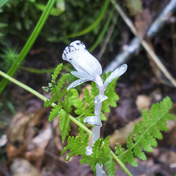 Wildflowers of the Adirondack Park: IIndian Pipe on the Boreal Life Trail (21 June 2014). Click for a larger image, opening in a new window. Wildflowers of the Adirondack Park: IIndian Pipe on the Boreal Life Trail (21 June 2014).