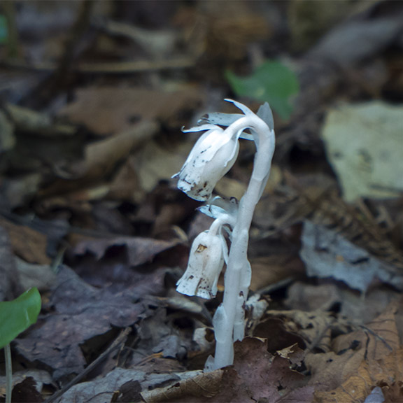 Wildflowers of the Adirondack Park: Indian Pipe on the Logger's Loop Trail (27 July 2013). Click for a larger image, opening in a new window. Wildflowers of the Adirondack Park: Indian Pipe on the Logger's Loop Trail (27 July 2013).
