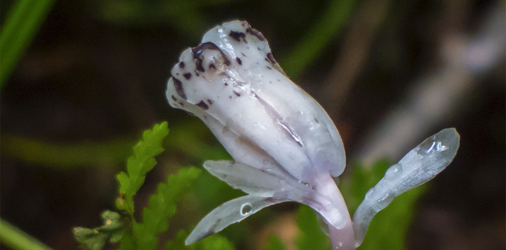 Wildflowers of the Adirondack Park: Indian Pipe on the Woods and Waters Trail (23 August 2014). Click for a larger image, opening in a new window. Wildflowers of the Adirondack Park: Indian Pipe on the Woods and Waters Trail (23 August 2014).