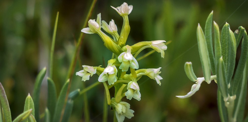 Wildflowers of the Adirondack Park: Little Club-Spur Orchid on Barnum Bog (18 July 2013). Click for a larger image, opening in a new window. Wildflowers of the Adirondack Park: Little Club-Spur Orchid on Barnum Bog (18 July 2013).