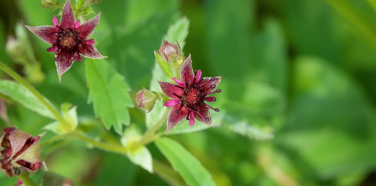 Wetland Wildflowers of the Adirondack Park: Marsh Cinquefoil (Comarum palustre) on Barnum Bog (20 July 2019). Click for a larger image, opening in a new window. Wetland Wildflowers of the Adirondack Park: Marsh Cinquefoil (Comarum palustre) on Barnum Bog (20 July 2019).