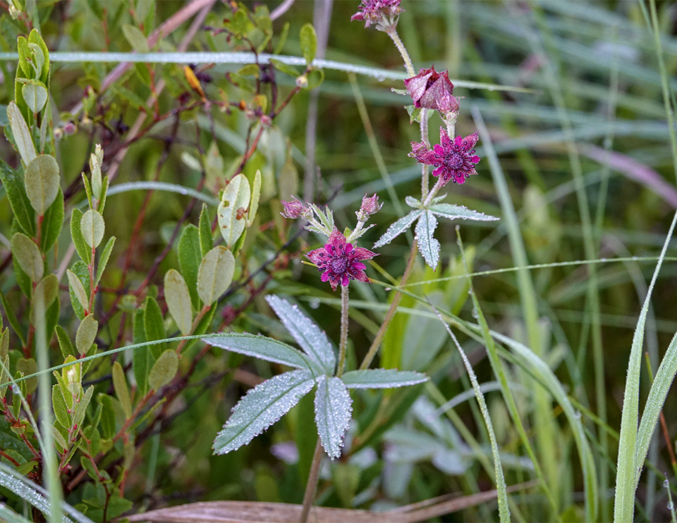 Wetland Wildflowers of the Adirondack Park: Marsh Cinquefoil (Comarum palustre) on Barnum Bog (4 July 2018). Click for a larger image, opening in a new window. Wetland Wildflowers of the Adirondack Park: Marsh Cinquefoil (Comarum palustre) on Barnum Bog (4 July 2018).
