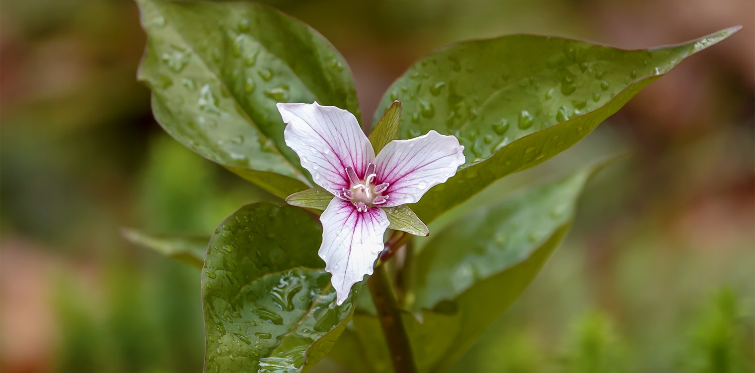 Wildflowers of the Adirondack Park: Painted Trillium (Trillium undulatum) on the Boreal Life Trail (19 May 2019). Click for a larger image, opening in a new window. Wildflowers of the Adirondack Park: Painted Trillium (Trillium undulatum) on the Boreal Life Trail (19 May 2019). Click for a larger image, opening in a new window.