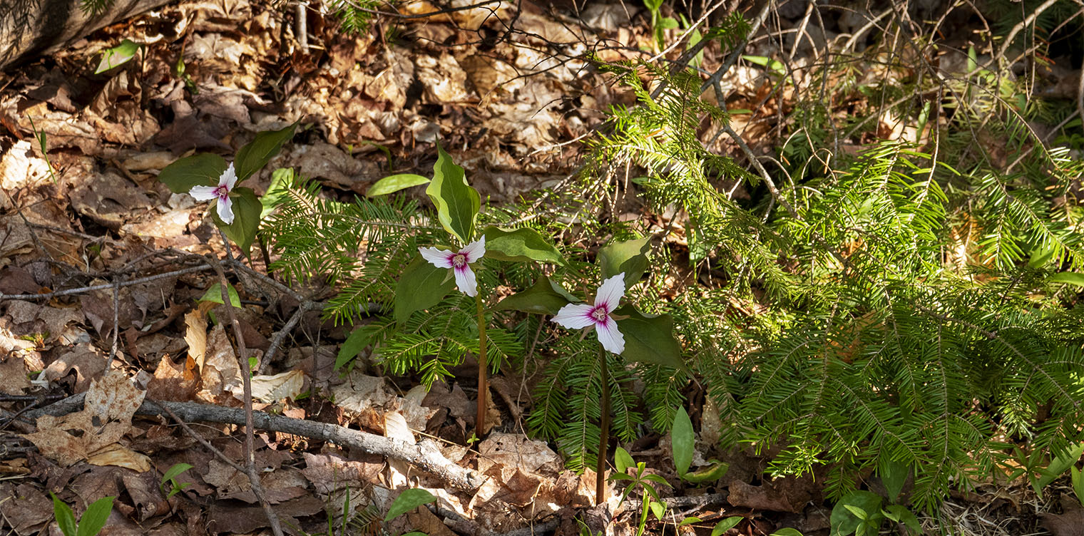 Wildflowers of the Adirondack Park: Painted Trillium (Trillium undulatum) on the Heart Lake Trail (22 May 2019). Click for a larger image, opening in a new window. Wildflowers of the Adirondack Park: Painted Trillium (Trillium undulatum) on the Heart Lake Trail (22 May 2019). Click for a larger image, opening in a new window.