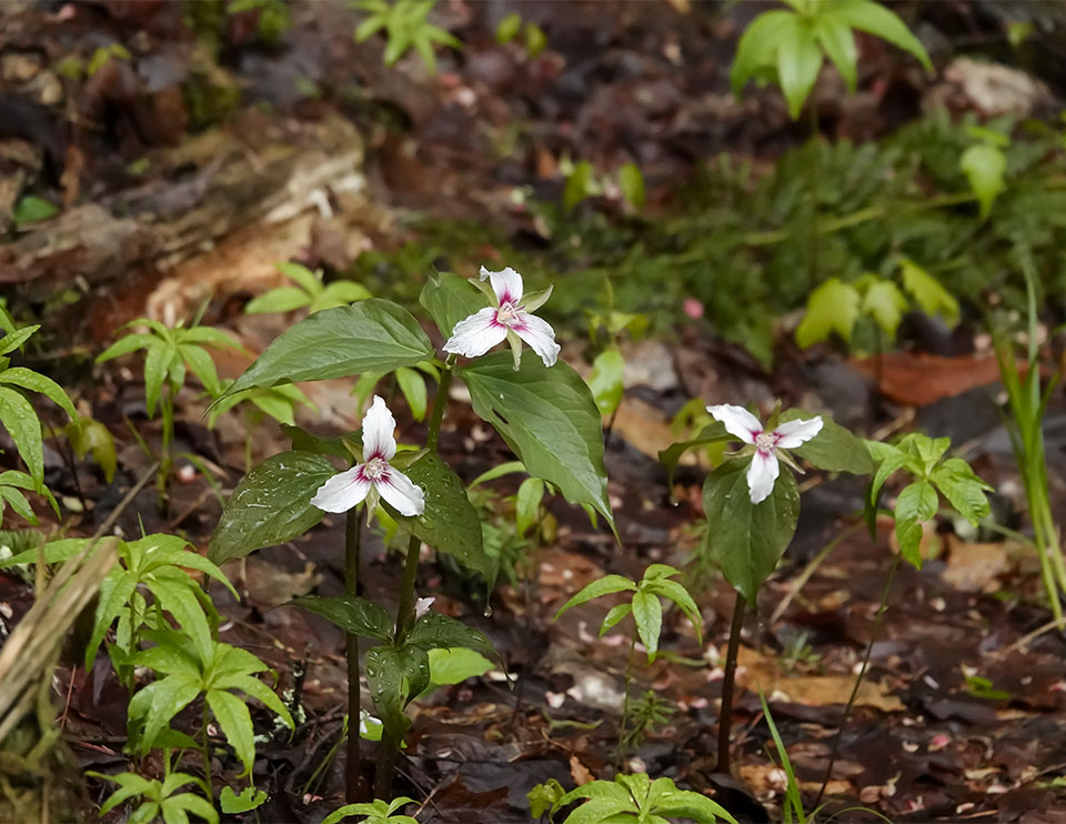 Wildflowers of the Adirondack Park: Painted Trillium (Trillium undulatum) on the Heaven Hill Trails (29 May 2019). Click for a larger image, opening in a new window. Wildflowers of the Adirondack Park: Painted Trillium (Trillium undulatum) on the Heaven Hill Trails (29 May 2019). Click for a larger image, opening in a new window.