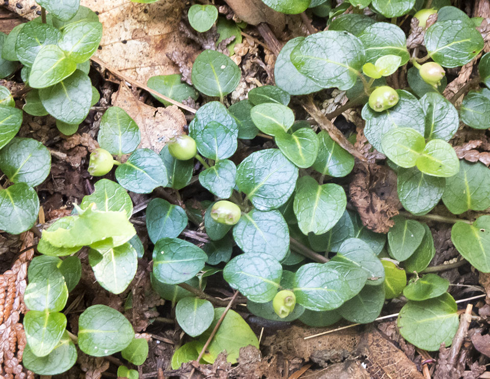 Wildflowers of the Adirondack Park: Partridgeberry (Mitchella repens) on the Sucker Brook Trail at the Adirondack Interpretive Center (14 August 2017). Click for a larger image, openin in a new window. Wildflowers of the Adirondack Park: Partridgeberry (Mitchella repens) on the Sucker Brook Trail at the Adirondack Interpretive Center (14 August 2017).