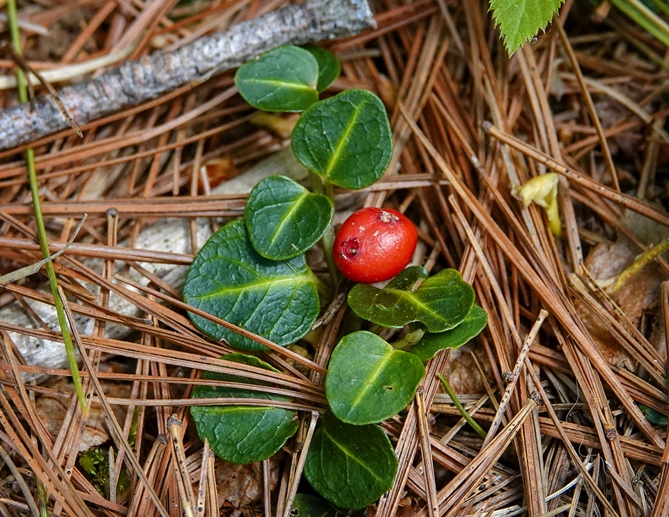 Wildflowers of the Adirondack Park: Partridgeberry (Mitchella repens) along the interpretive nature tral at the Adirondack Wildlife Refuge & Rehabilitation Center in Wilmington (25 May 2018). Click for a larger image, opening in a new window. Wildflowers of the Adirondack Park: Partridgeberry (Mitchella repens) along the interpretive nature tral at the Adirondack Wildlife Refuge & Rehabilitation Center in Wilmington (25 May 2018).