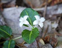 Adirondack Wildflowers: Partridgeberry (Mitchella repens) on the Boreal Life Trail at the Paul Smith's College VIC (4 July 2020).