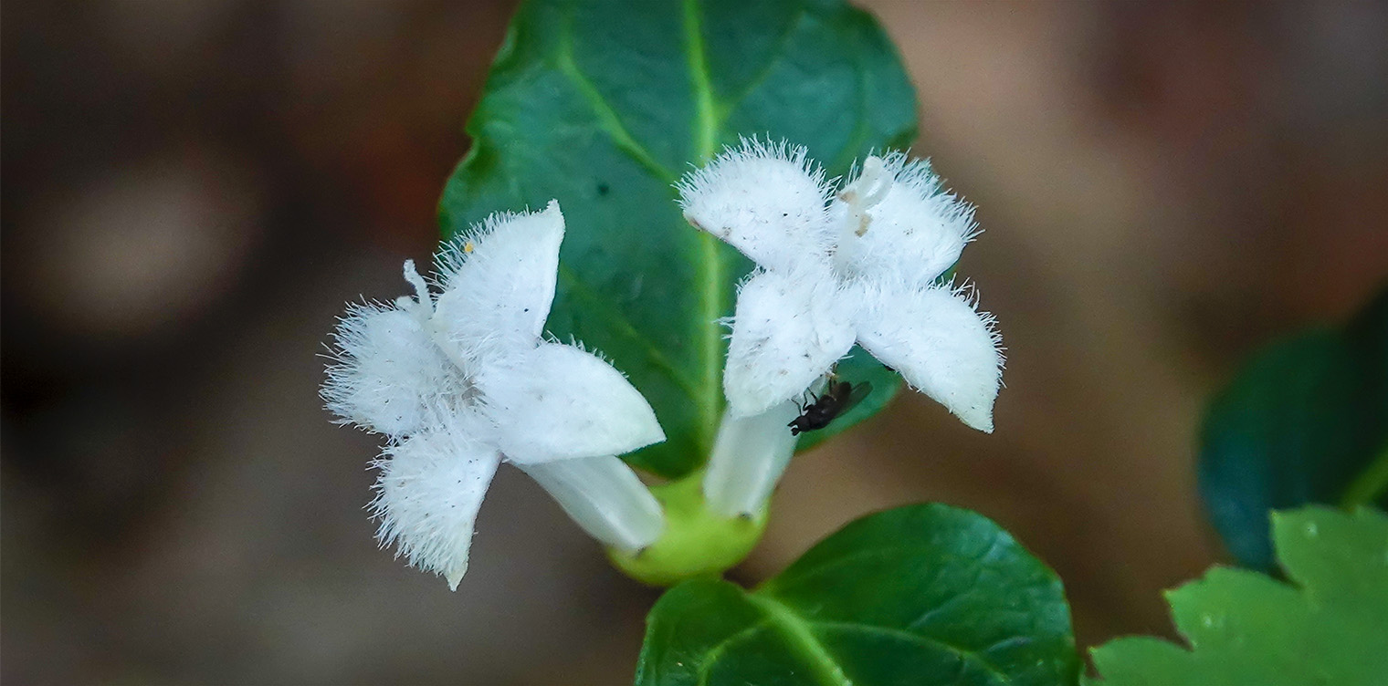 Wildflowers of the Adirondack Park: Partridgeberry (Mitchella repens) blooming on the Boreal Life Trail (7 July 2018). Click for a larger image, opening in a new window. Wildflowers of the Adirondack Park: Partridgeberry (Mitchella repens) blooming on the Boreal Life Trail (7 July 2018).