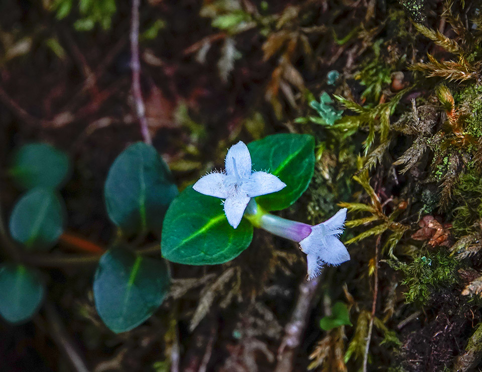 Wildflowers of the Adirondack Park: Partridgeberry (Mitchella repens) on the Rock Garden Trail at Heart Lake (13 July 2018). Click for a larger image, opening in a new window. Wildflowers of the Adirondack Park: Partridgeberry (Mitchella repens) on the Rock Garden Trail at Heart Lake (13 July 2018).