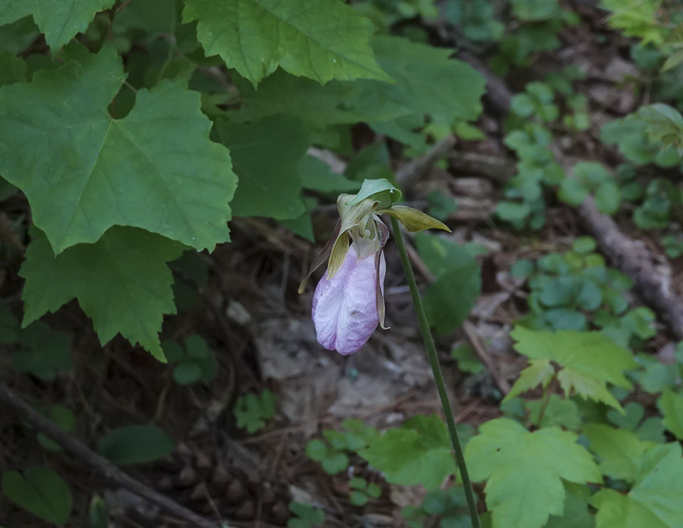 Wildflowers of the Adirondacks: Pink Lady's Slipper on the Boreal Life Trail at the Paul Smith's College VIC (19 June 2020). Wildflowers of the Adirondacks: Pink Lady's Slipper on the Boreal Life Trail at the Paul Smith's College VIC (19 June 2020).