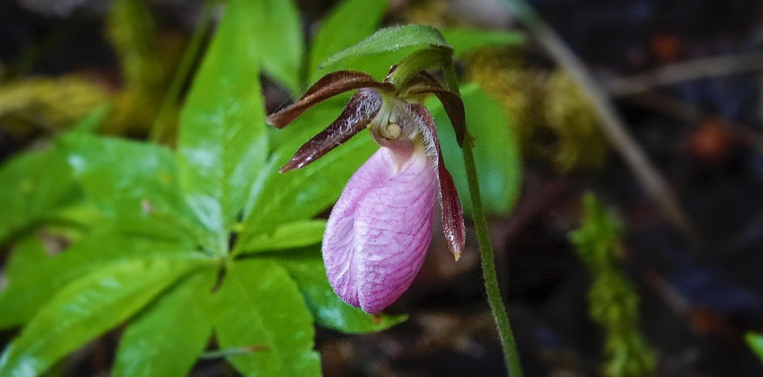 Wildflowers of the Adirondack Park:Pink Lady's Slipper on theon the Heaven Hill Trails (12 June 2021). Click for a larger image, opening in a new window. Wildflowers of the Adirondack Park:Pink Lady's Slipper on theon the Heaven Hill Trails (12 June 2021).