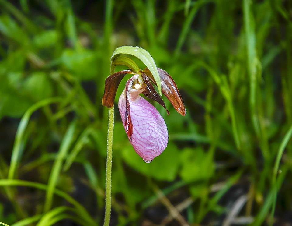 Adirondack Wildflowers: Pink Lady's Slipper at Heaven Hill (15 June 2018).