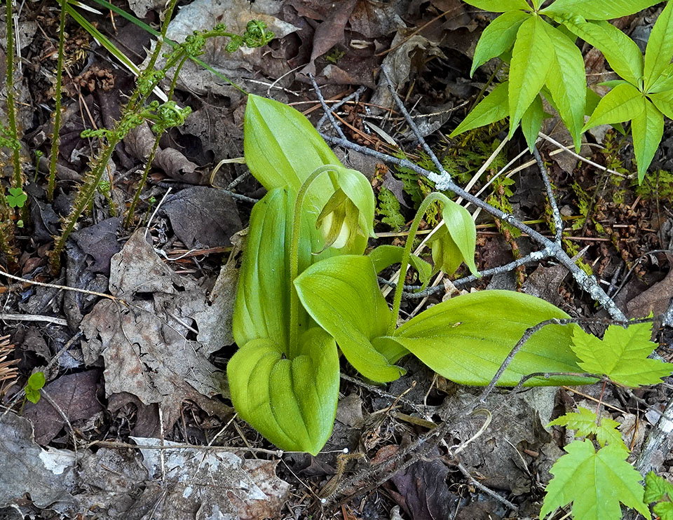 Wildflowers of the Adirondacks: Pink Lady's Slipper on the Heaven Hill Trails (24 May 2022). Wildflowers of the Adirondacks: Pink Lady's Slipper on the Heaven Hill Trails (24 May 2022).