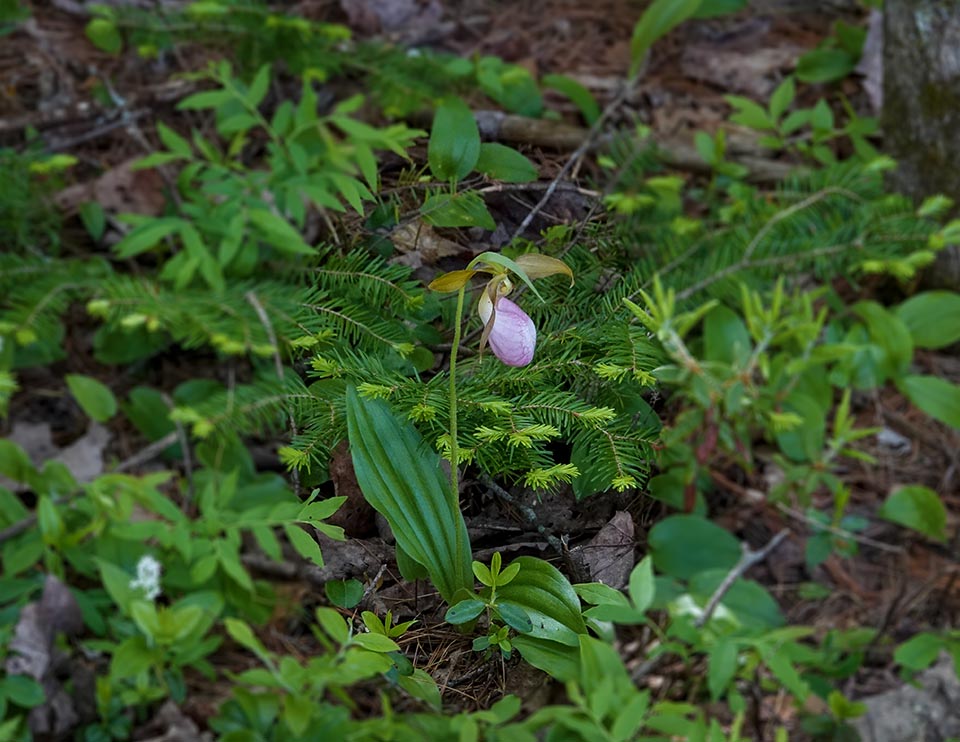 Wildflowers of the Adirondacks: Pink Lady's Slipper on the Heron Marsh Trail at the Paul Smith's College VIC (5 June 2021). Wildflowers of the Adirondacks: Pink Lady's Slipper on the Heron Marsh Trail at the Paul Smith's College VIC (5 June 2021).