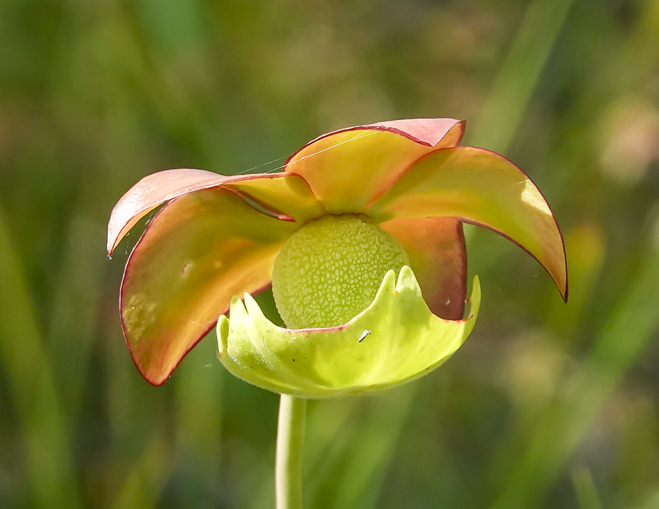 Wetland Wildflowers of the Adirondack Park: Pitcher Plant (Sarracenia purpurea) on Barnum Bog on the Boreal Life Trail (20 July 2019). Click for a larger image, opening in a new window. Wetland Wildflowers of the Adirondack Park: Pitcher Plant (Sarracenia purpurea) on Barnum Bog on the Boreal Life Trail (20 July 2019). Click for a larger image, opening in a new window.