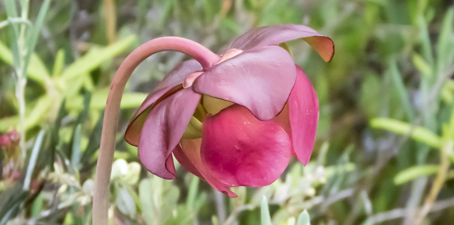 Wetland Wildflowers of the Adirondack Park: Pitcher Plant (Sarracenia purpurea) on Barnum Bog on the Boreal Life Trail (21 June 2017). Click for a larger image, opening in a new window. Wetland Wildflowers of the Adirondack Park: Pitcher Plant (Sarracenia purpurea) on Barnum Bog on the Boreal Life Trail (21 June 2017). Click for a larger image, opening in a new window.