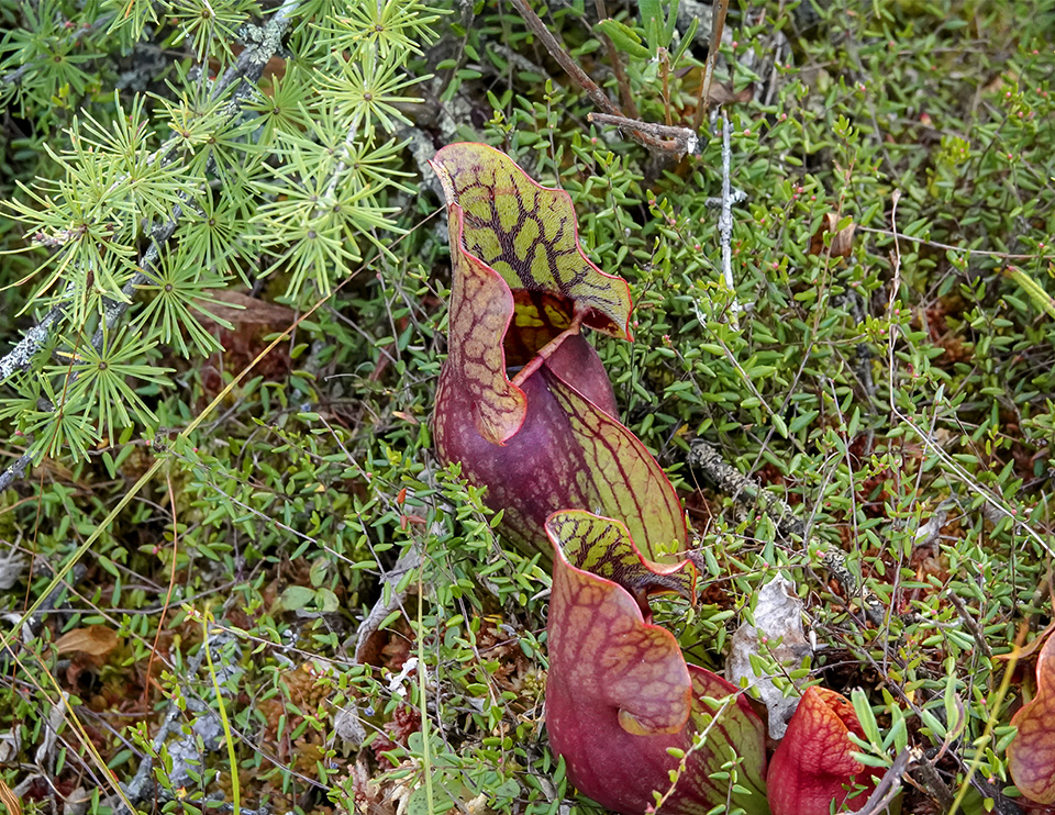 Wetland Wildflowers of the Adirondack Park: Pitcher Plant (Sarracenia purpurea) on Barnum Bog on the Boreal Life Trail (22 September 2018). Click for a larger image, opening in a new window. Wetland Wildflowers of the Adirondack Park: Pitcher Plant (Sarracenia purpurea) on Barnum Bog on the Boreal Life Trail (22 September 2018). Click for a larger image, opening in a new window.