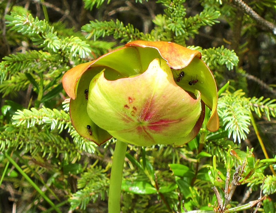 Wetland Wildflowers of the Adirondack Park: Pitcher Plant (Sarracenia purpurea) on Barnum Bog on the Boreal Life Trail (28 July 2012). Click for a larger image, opening in a new window. Wetland Wildflowers of the Adirondack Park: Pitcher Plant (Sarracenia purpurea) on Barnum Bog on the Boreal Life Trail (28 July 2012). Click for a larger image, opening in a new window.