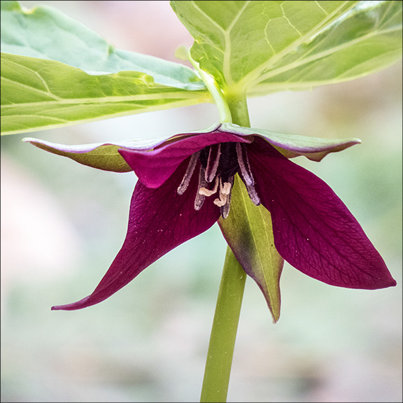 Wildflowers of the Adirondack Park: Purple Trillium (Trillium erectum) on the Barnum Brook Trail (9 May 2015). Click for a larger image, opening in a new window. Wildflowers of the Adirondack Park: Purple Trillium (Trillium erectum) on the Barnum Brook Trail (9 May 2015).