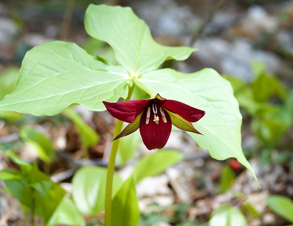 Adirondack Wildflowers: Purple Trillium at the Adirondack Wildlife Refuge (11 May 2018). Click for a larger image, opening in a new window. Adirondack Wildflowers: Purple Trillium at the Adirondack Wildlife Refuge (11 May 2018).