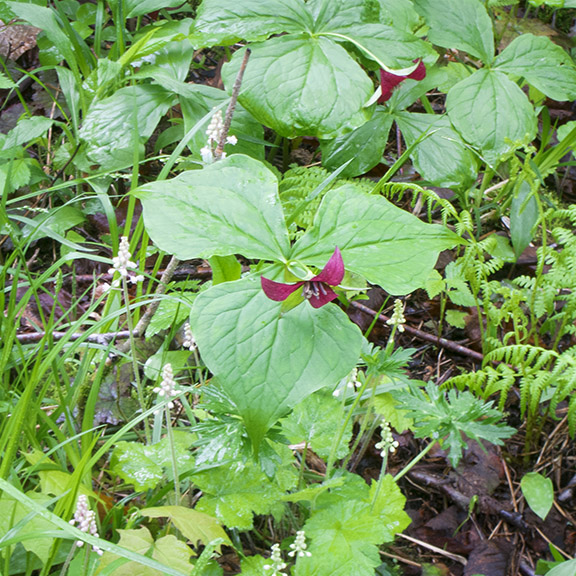 Wildflowers of the Adirondack Park: Purple Trillium (Trillium erectum) on the Heaven Hill Trails (27 May 2017). Click for a larger image, opening in a new window. Wildflowers of the Adirondack Park: Purple Trillium (Trillium erectum) on the Heaven Hill Trails (27 May 2017).