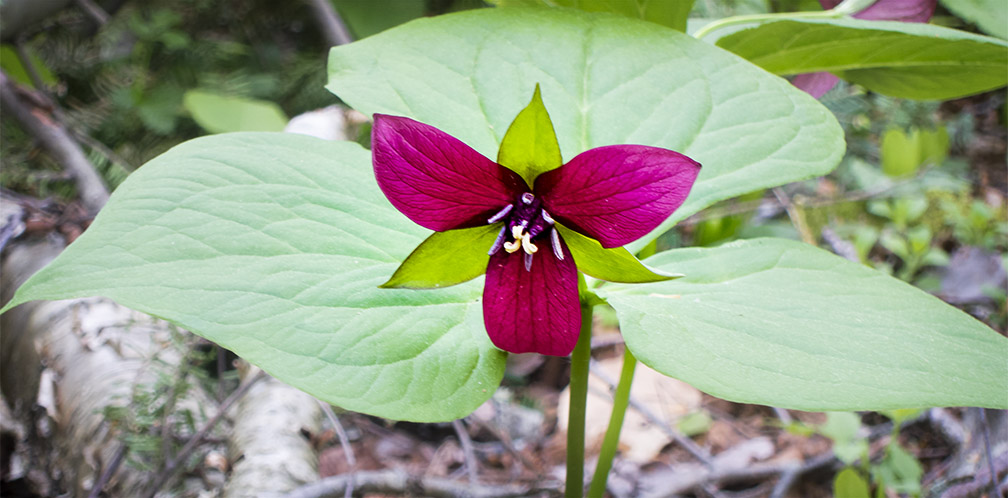 Wildflowers of the Adirondack Park: Purple Trillium (Trillium erectum) on the Peninsula Nature Trails (25 May 2017). Click for a larger image, opening in a new window. Wildflowers of the Adirondack Park: Purple Trillium (Trillium erectum) on the Peninsula Nature Trails (25 May 2017).