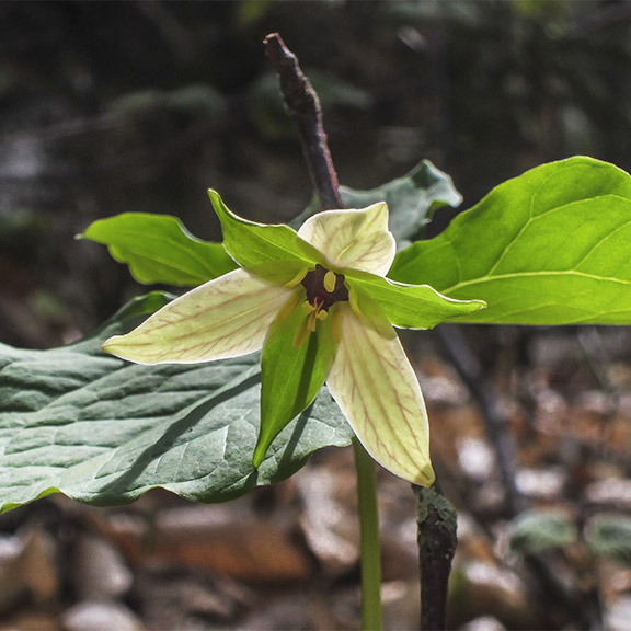 Wildflowers of the Adirondack Park: Purple Trillium (Trillium erectum) on the Heron Marsh Trail (8 May 2013). Click for a larger image, opening in a new window. Wildflowers of the Adirondack Park: Purple Trillium (Trillium erectum) on the Heron Marsh Trail (8 May 2013).