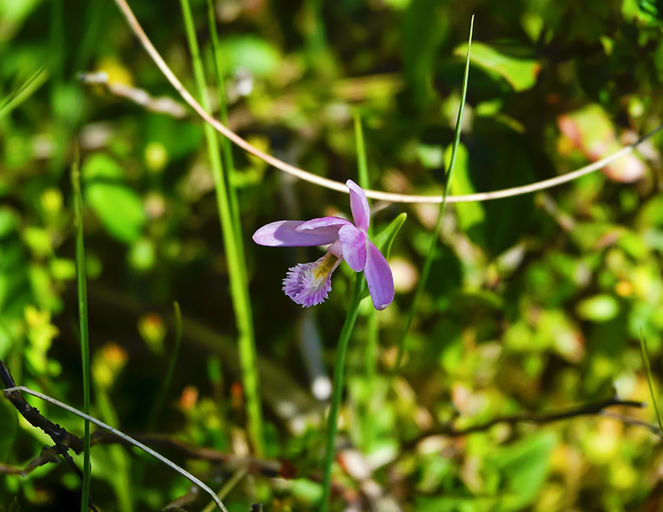 Wetland Wildflowers of the Adirondack Park: Rose Pogonia (Pogonia ophioglossoides) blooming on Barnum Bog along the Boreal Life Trail (21 July 2018). Click for a larger image, opening in a new window. Wetland Wildflowers of the Adirondack Park: Rose Pogonia (Pogonia ophioglossoides) blooming on Barnum Bog along the Boreal Life Trail (21 July 2018).