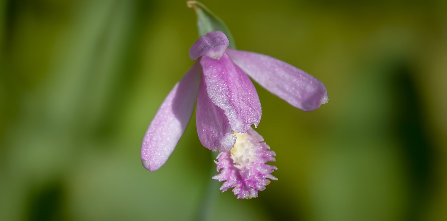 Wetland Wildflowers of the Adirondack Park: Rose Pogonia (Pogonia ophioglossoides) blooming on Barnum Bog along the Boreal Life Trail (21 July 2018). Click for a larger image, opening in a new window. Wetland Wildflowers of the Adirondack Park: Rose Pogonia (Pogonia ophioglossoides) blooming on Barnum Bog along the Boreal Life Trail (21 July 2018).