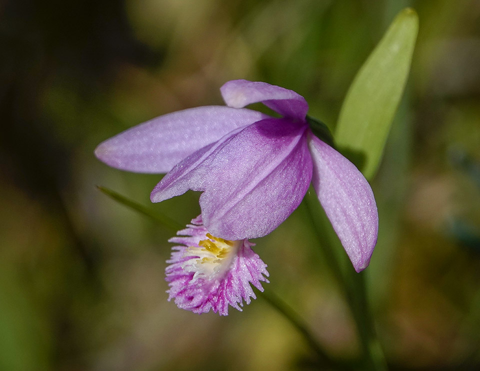 Wetland Wildflowers of the Adirondack Park: Rose Pogonia (Pogonia ophioglossoides) blooming on Barnum Bog along the Boreal Life Trail (7 July 2018). Click for a larger image, opening in a new window. Wetland Wildflowers of the Adirondack Park: Rose Pogonia (Pogonia ophioglossoides) blooming on Barnum Bog along the Boreal Life Trail (7 July 2018).