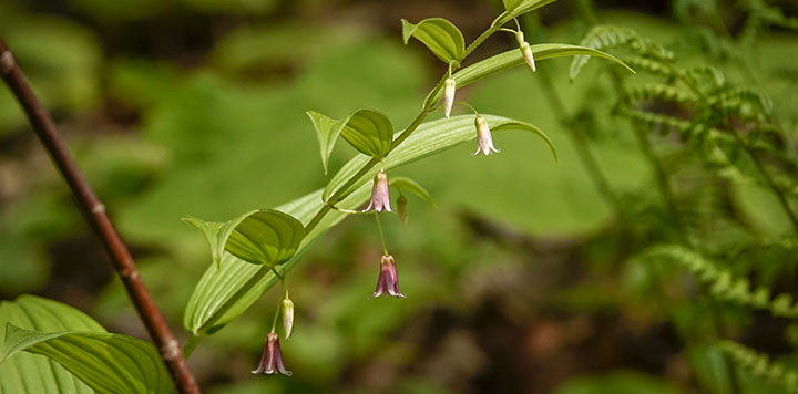 Wildflowers of the Adirondack Park: Rose Twisted Stalk (Streptopus lanceolatus) at Henry's Woods (31 May 2019)..