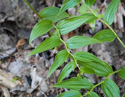 Wildflowers of the Adirondack Park: Rose Twisted Stalk (Streptopus lanceolatus) at Heaven Hill (23 May 2021). .